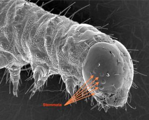 SEM image of a caterpillar with the stemmata labelled.