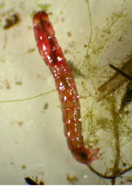 Photo of a chironomid larva showing the red colour from haemoglobin.