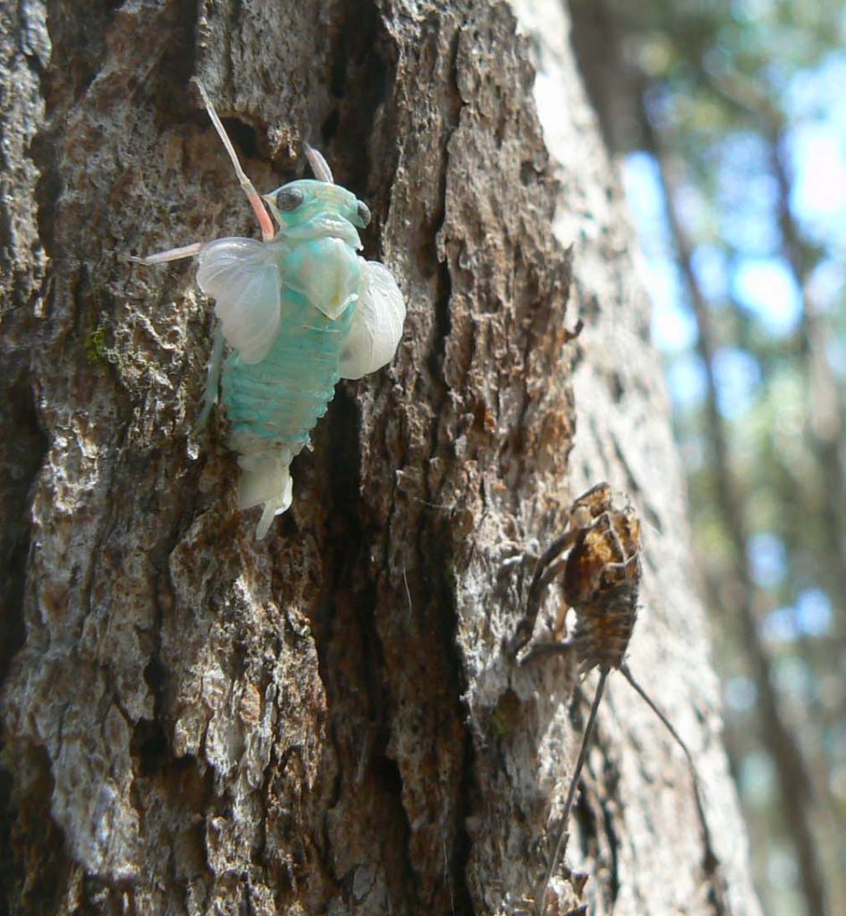 photo of a newly moulted cicada