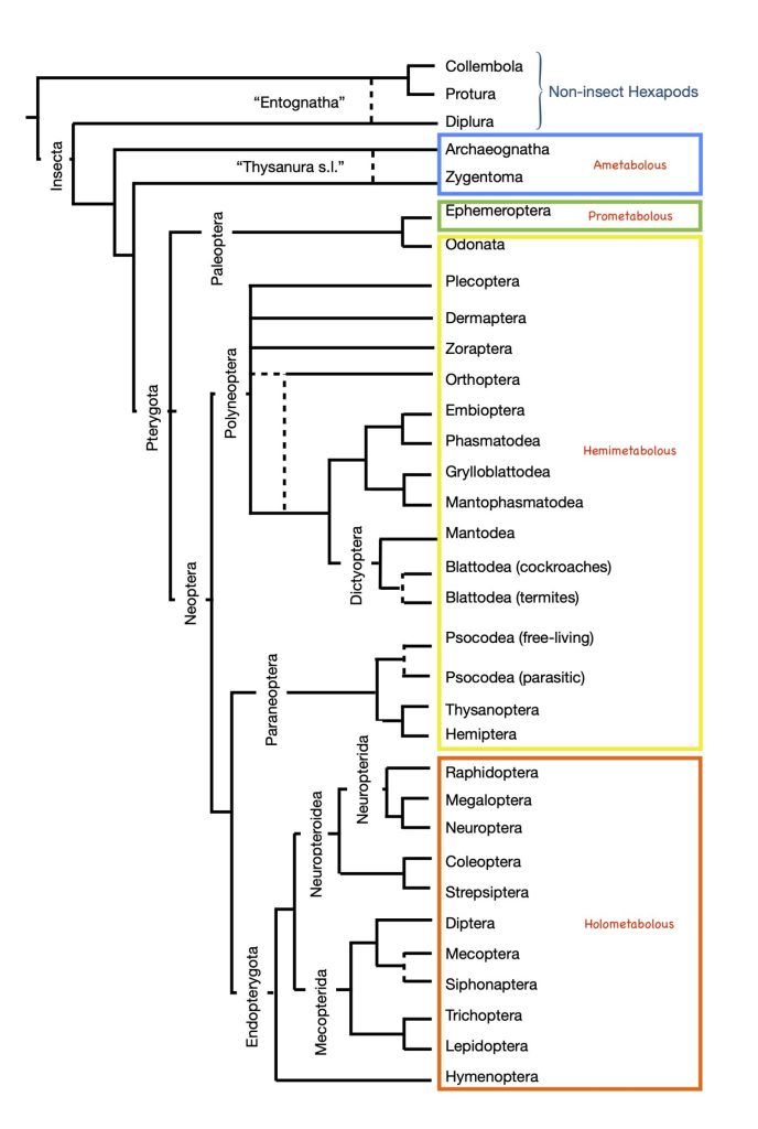 Cladogram highlighting the different life histories.