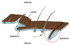 Diagram of the cuticle with an apodeme labelled.