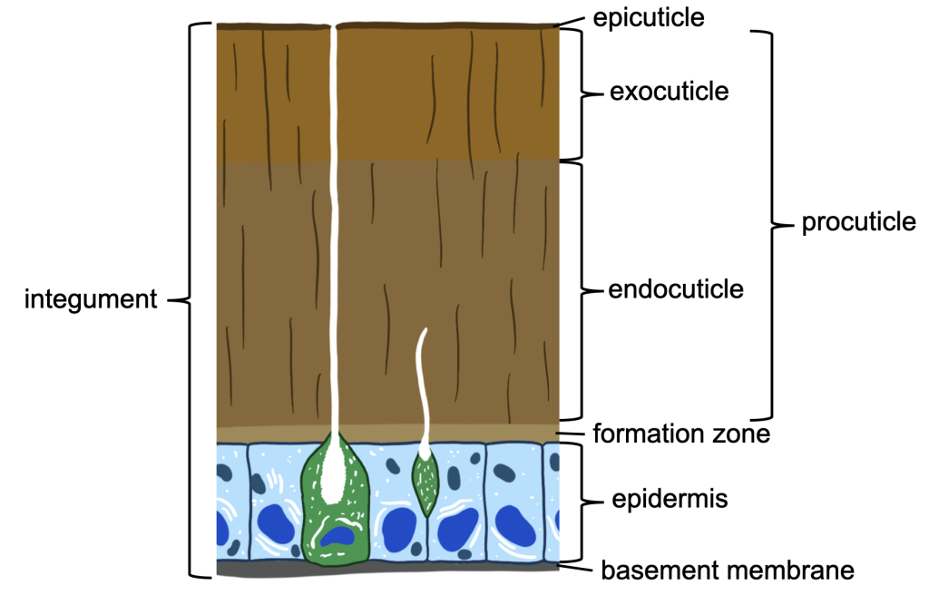 diagram of the insect integument labelling the different layers