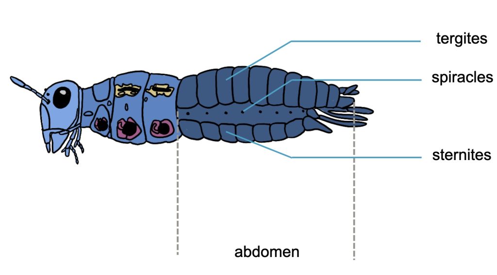 Diagram of insect abdomen