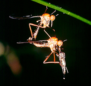 Two dance flies mating and transferring a nuptial gift.