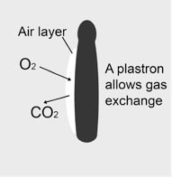 Diagram of a plastron