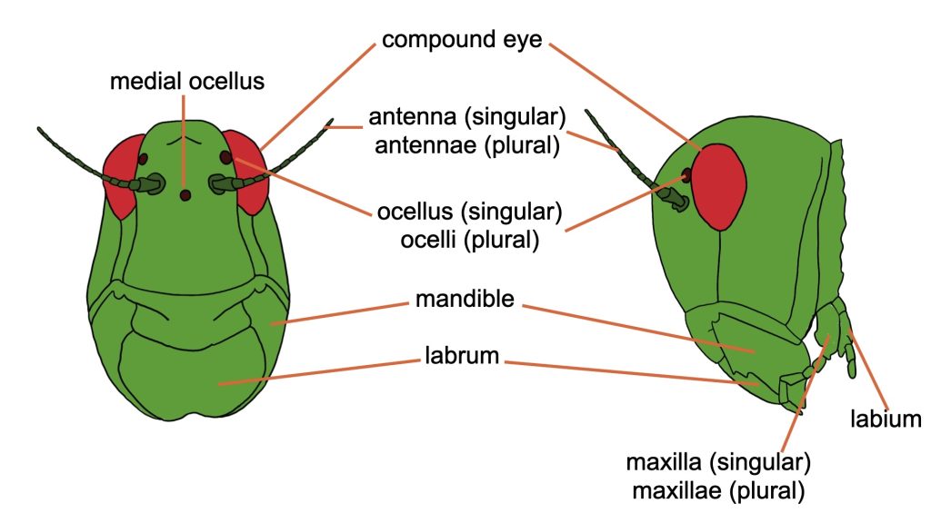 Diagram of Insect head from front and side