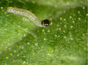 Photo of Helicoverpa caterpillar on a tomato leaf.