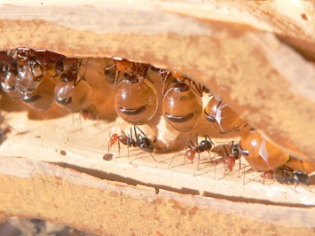 Photo of Honeypot ants with swollen abdomens full of nectar.