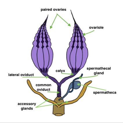 Female reproductive tract.