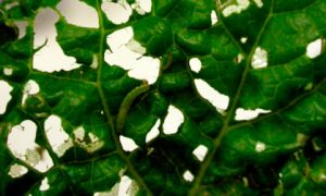 Photo of diamondback moth on cabbage leaf.