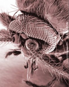 SEM image of biting midge head and mouthparts