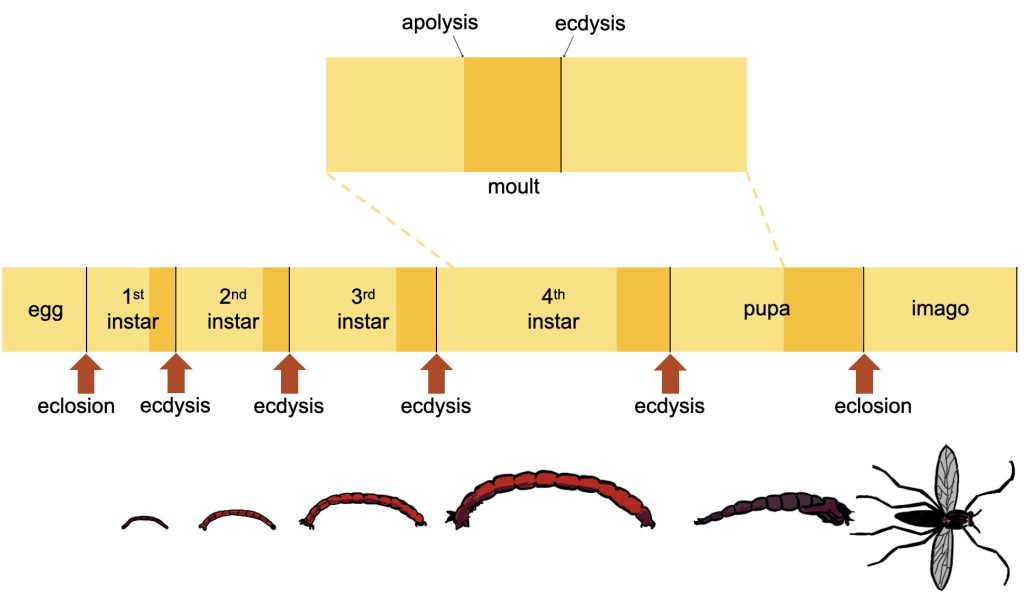 Diagram of a midge (Diptera) life cycle
