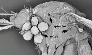 SEM image of mosquito with spiracles labelled.