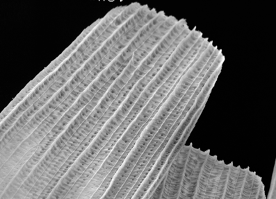 Moth wing scales viewed under SEM.