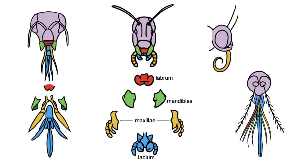 Diagram of different types of mouthparts