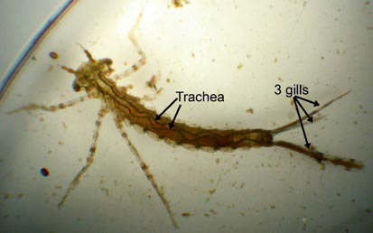 Photo of a damselfly nymph