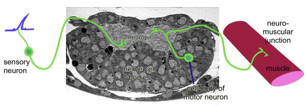 A diagram of sensory and motor neurons.