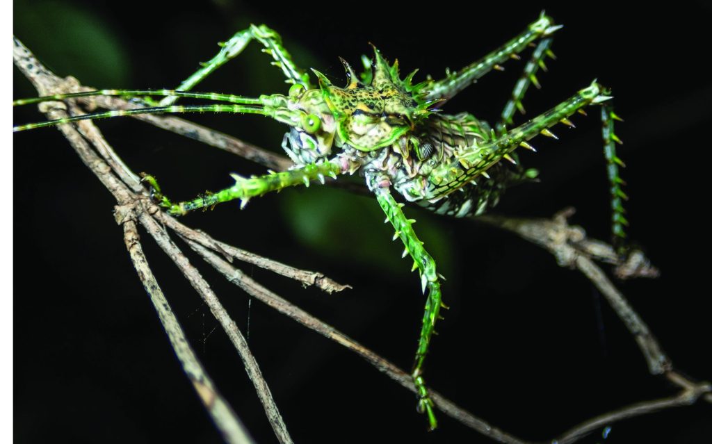 Spiny katydid nymph