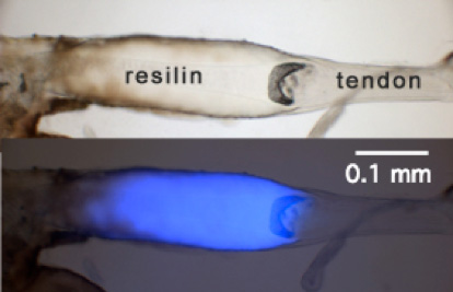 A resilin cord attaches a flight muscle tendon of a dragonfly to the cuticle of the thorax.