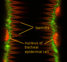 Confocal microscope image of an insect trachea.