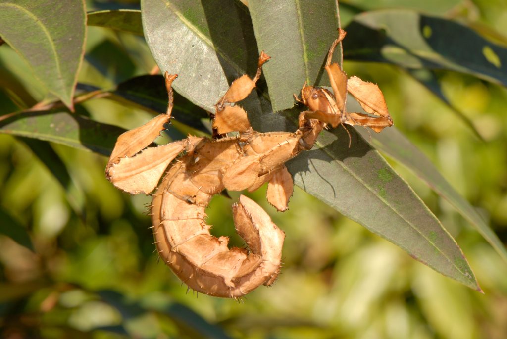 Spiny leaf insect feeding on a leaf
