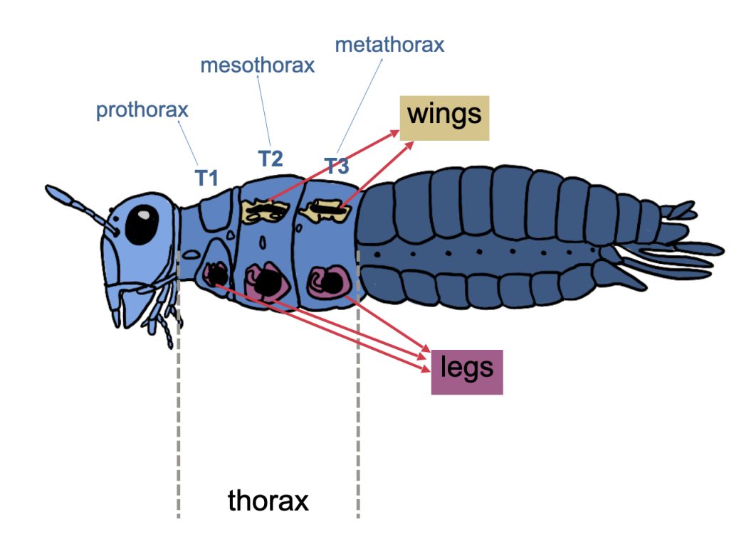 Diagram of generalised insect thorax