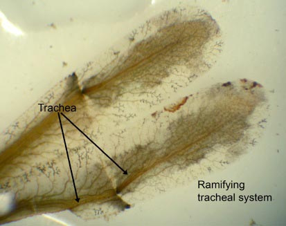 photo of lamellate gills of damselfly