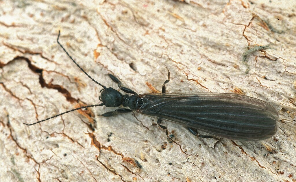 a photo of a webspinner (Embioptera)