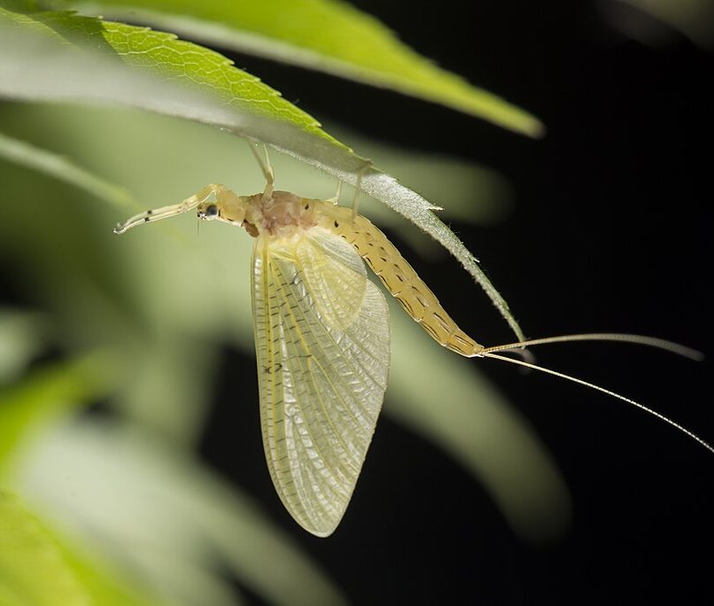 photo of mayfly (Ephemeroptera)