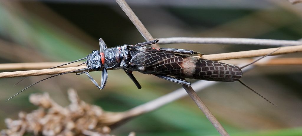 photo of an adult stonefly (Plecoptera)
