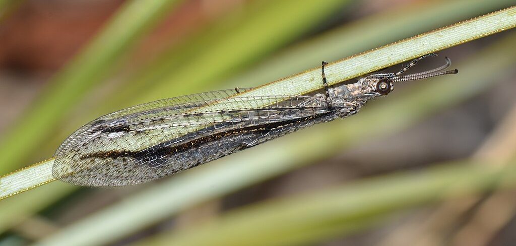 Photo of an Adult Lacewing (Neuroptera)
