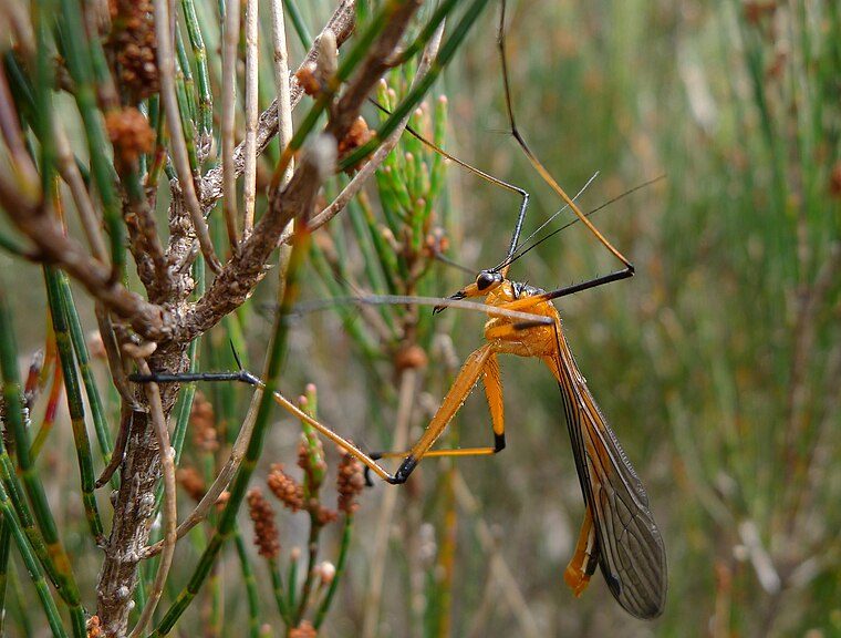 photo of a scorpionfly