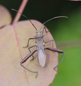 Photo of a bean bug (Hemiptera: Heteroptera)