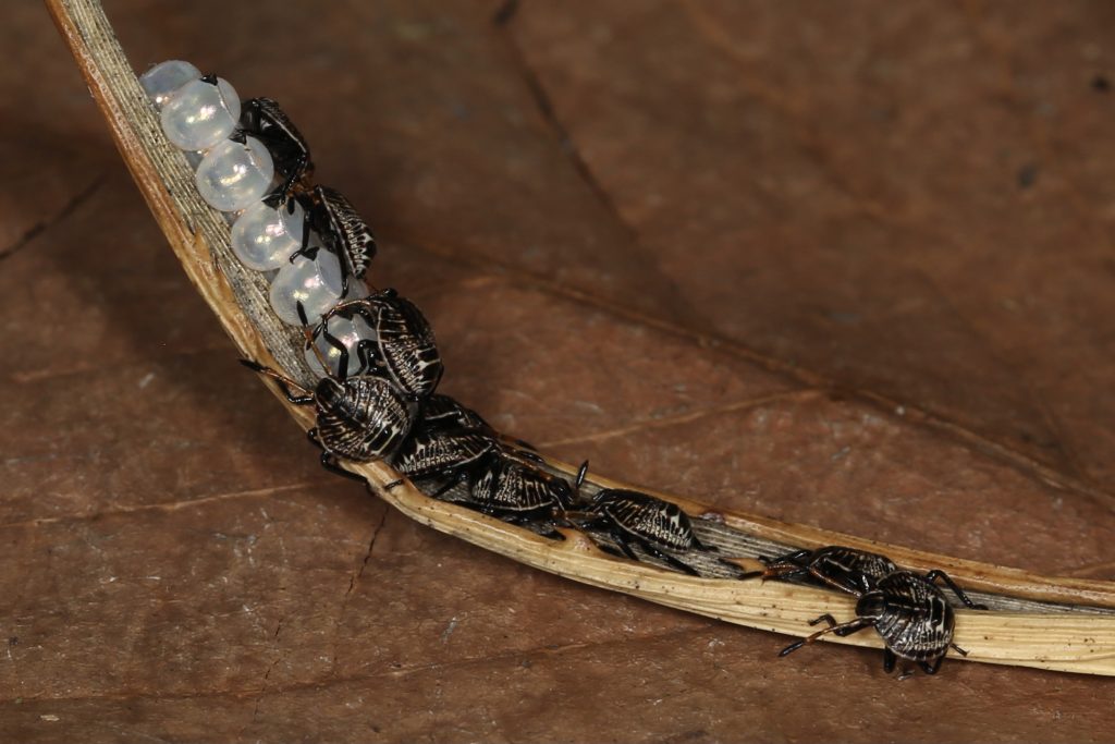 photo of newly emerged Hemiptera nymphs