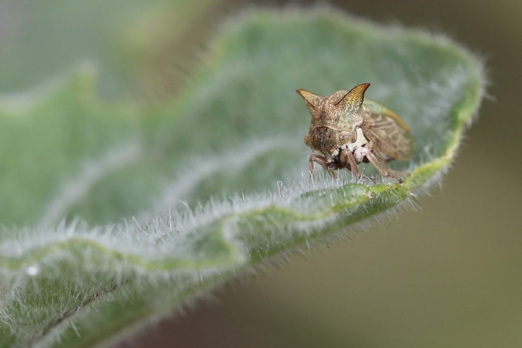 photo of a leafhopper (Hemiptera: Auchenorrhyncha)