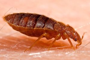 Adult bed bug (Cimex lectularius)