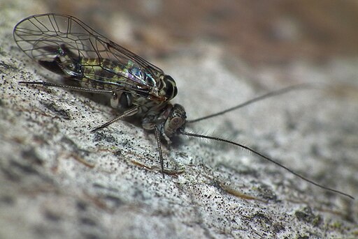 photo of a bark louse (Psocodea)