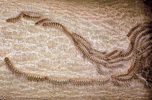 Photo of processionary caterpillars