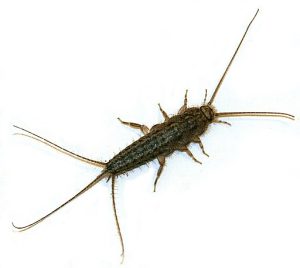 photo of a silverfish (Zygentoma)