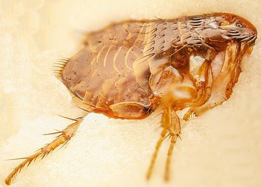 Image of a flea (Siphonaptera)