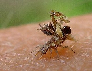 Photo of Lacewing larva