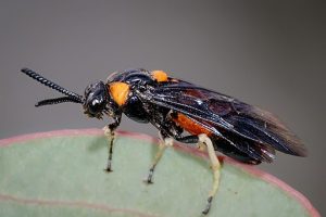 Photo of melaleuca sawfly (adult)
