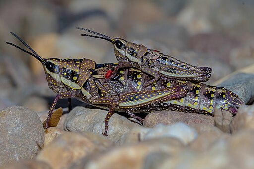 Photo of two grasshoppers