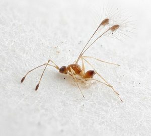 Photo of a small wasp, Mymaridae