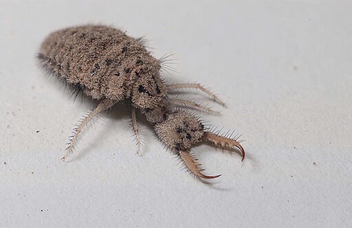 photo of Antlion larva (Neuroptera)