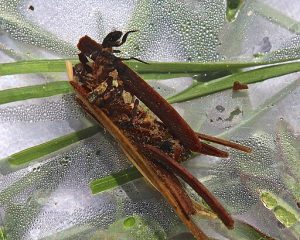 Caddisfly larva with stick and gravel case.