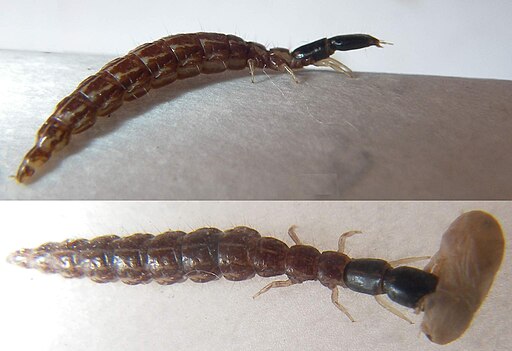 Photo of Raphidioptera larva