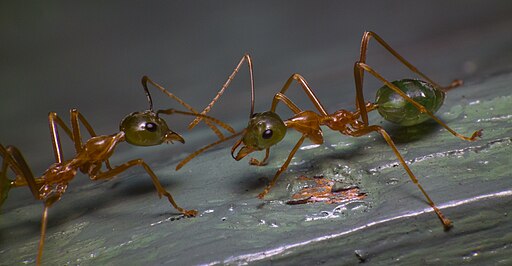 Photo of green tree ants