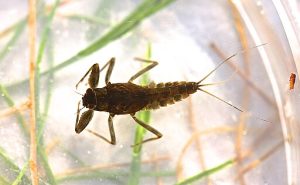 photo of a mayfly nymph (Ephemeroptera)