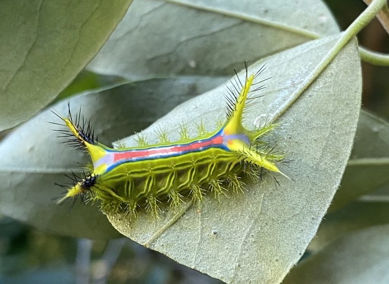 Photo of Anaxidia caterpillar